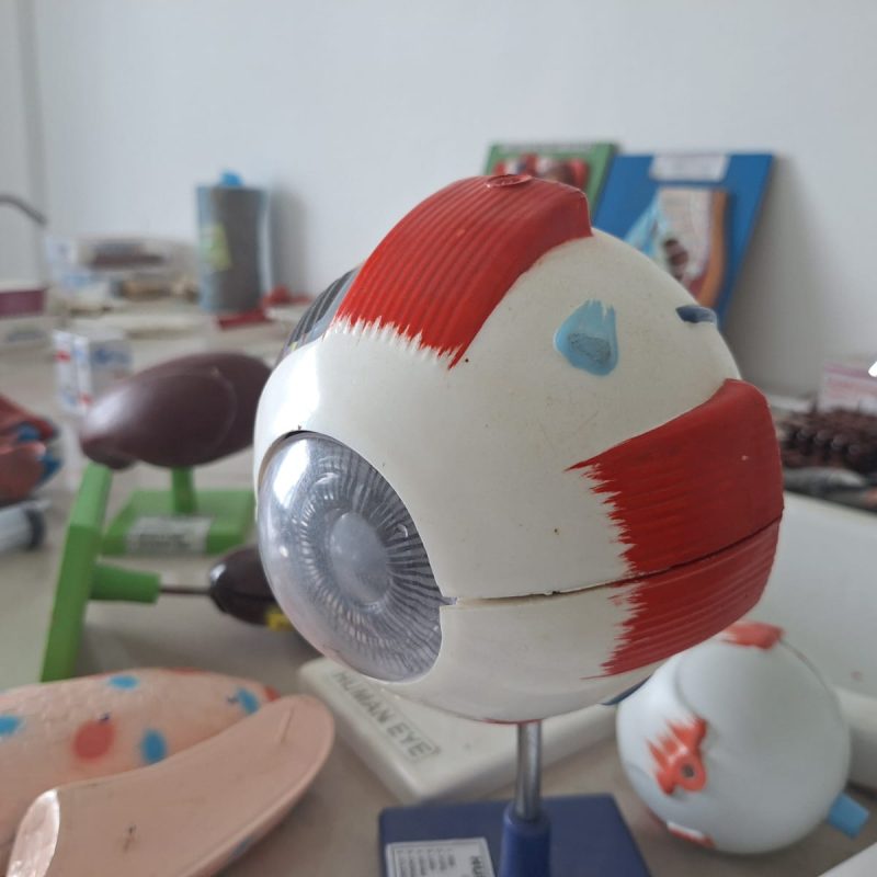 ORGAN MODEL (EYE) HAP LAB